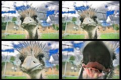 When Emu’s Attack!!!