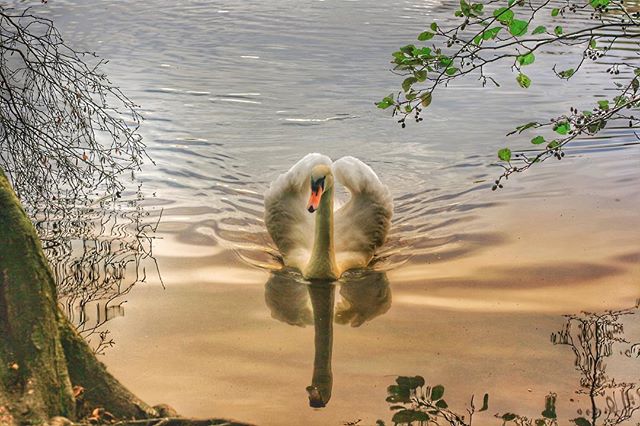 Sunset Swan on Bolam Lake #sunset #swan #northmberland