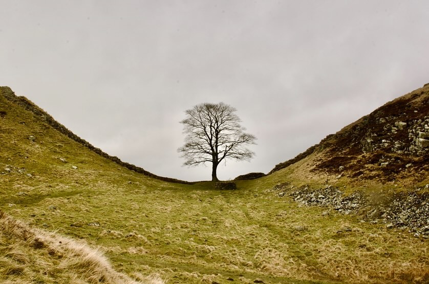 The Sycamore Gap – The Robin Hood TreeI cant believe somebody has cut it down…. Horrendous!!!#sycamoregap #robinhoodtree #hadrianswall #sadtimes #northumberland