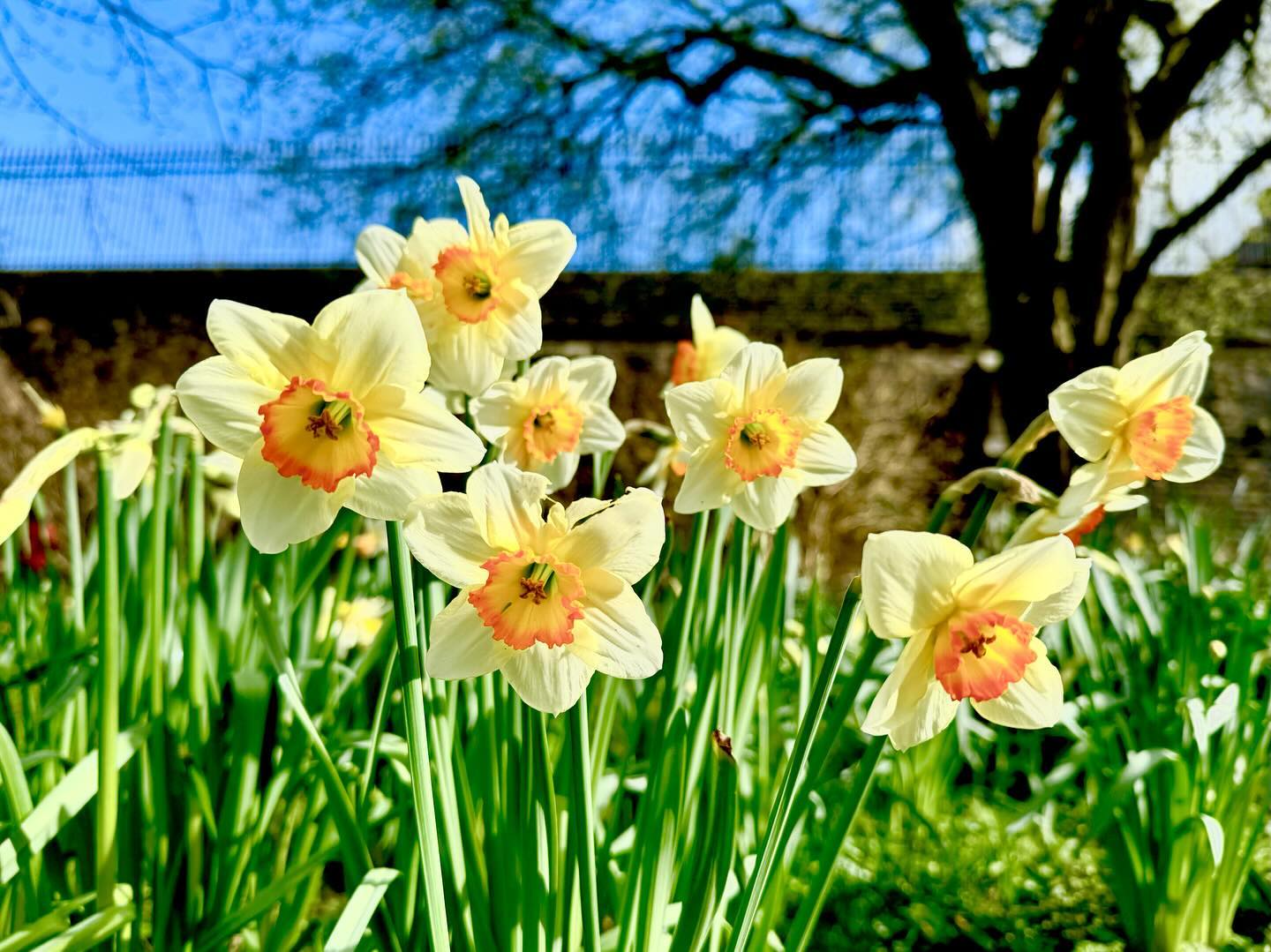 Spring has sprung#spring #springtime #smlp #lymepark #nationaltrust #iphoneography #shotoniphone