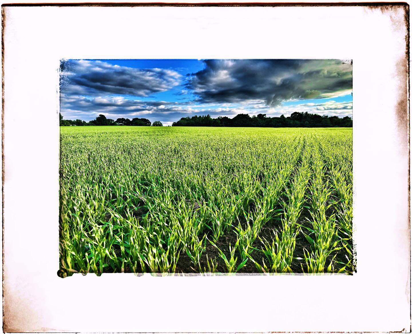 Field of Gold#field #frame #fieldofgold #farmfield #smlp #shotoniphone #edittedoniphone #wirral #eastham #merseyside