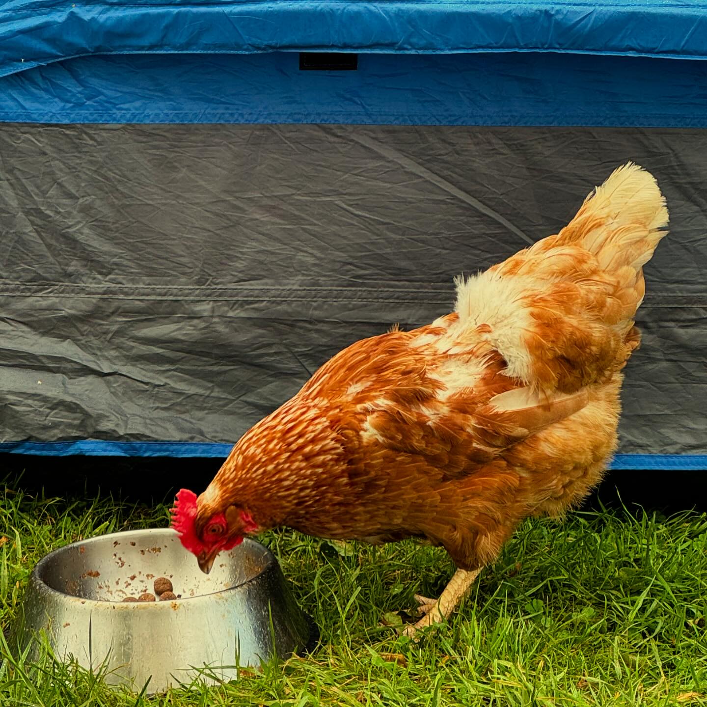 What does the GB family do while Storm Lilian is playing havoc across the UK? GO CAMPING 🤣#smlp #stormlilian #camping #tent #chicken #shotoniphone