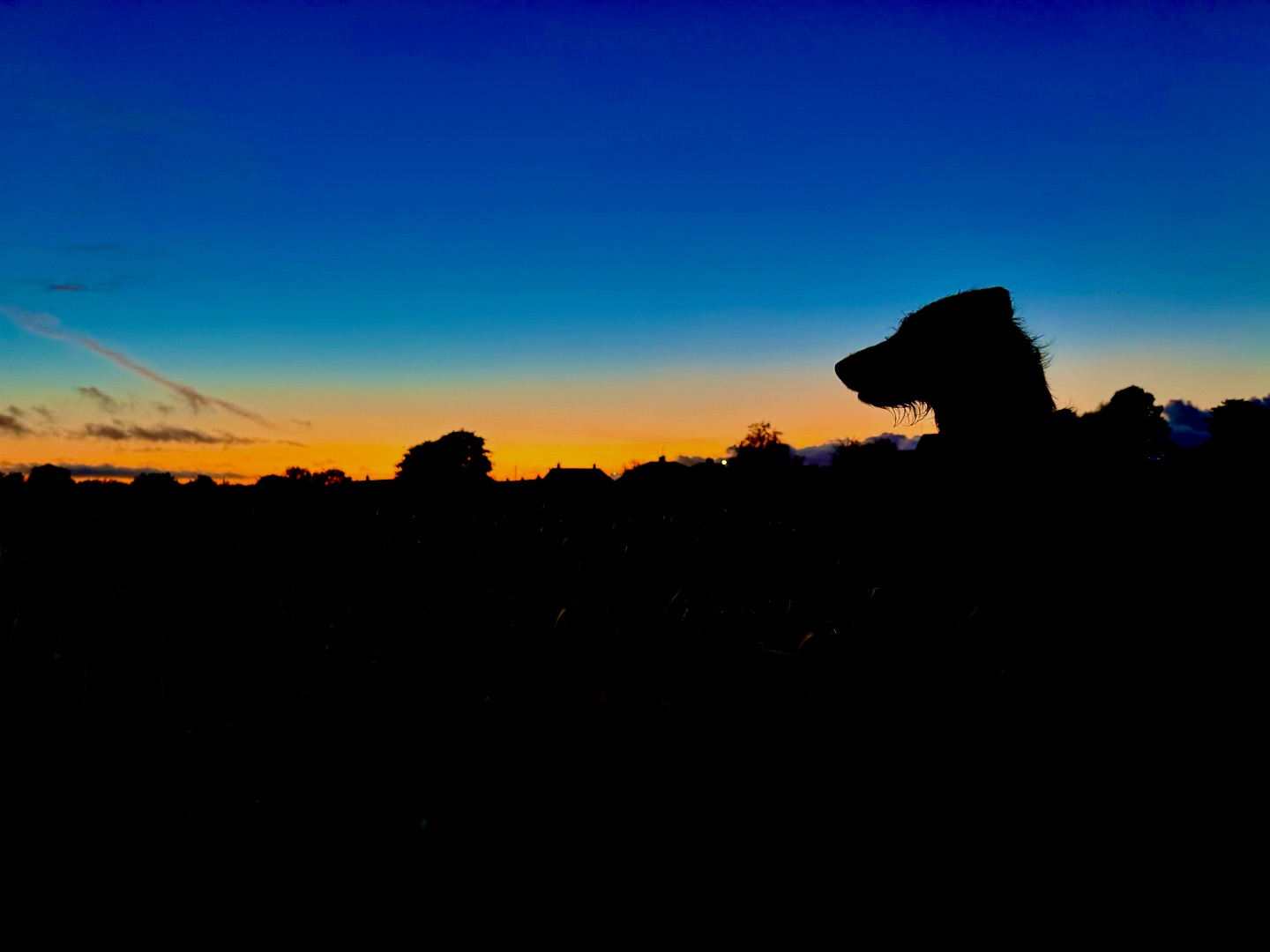 Dave the dog watching the sunset#smlp #davethedog #sunset #dogsofinstagram #shotoniphone #iphoneography