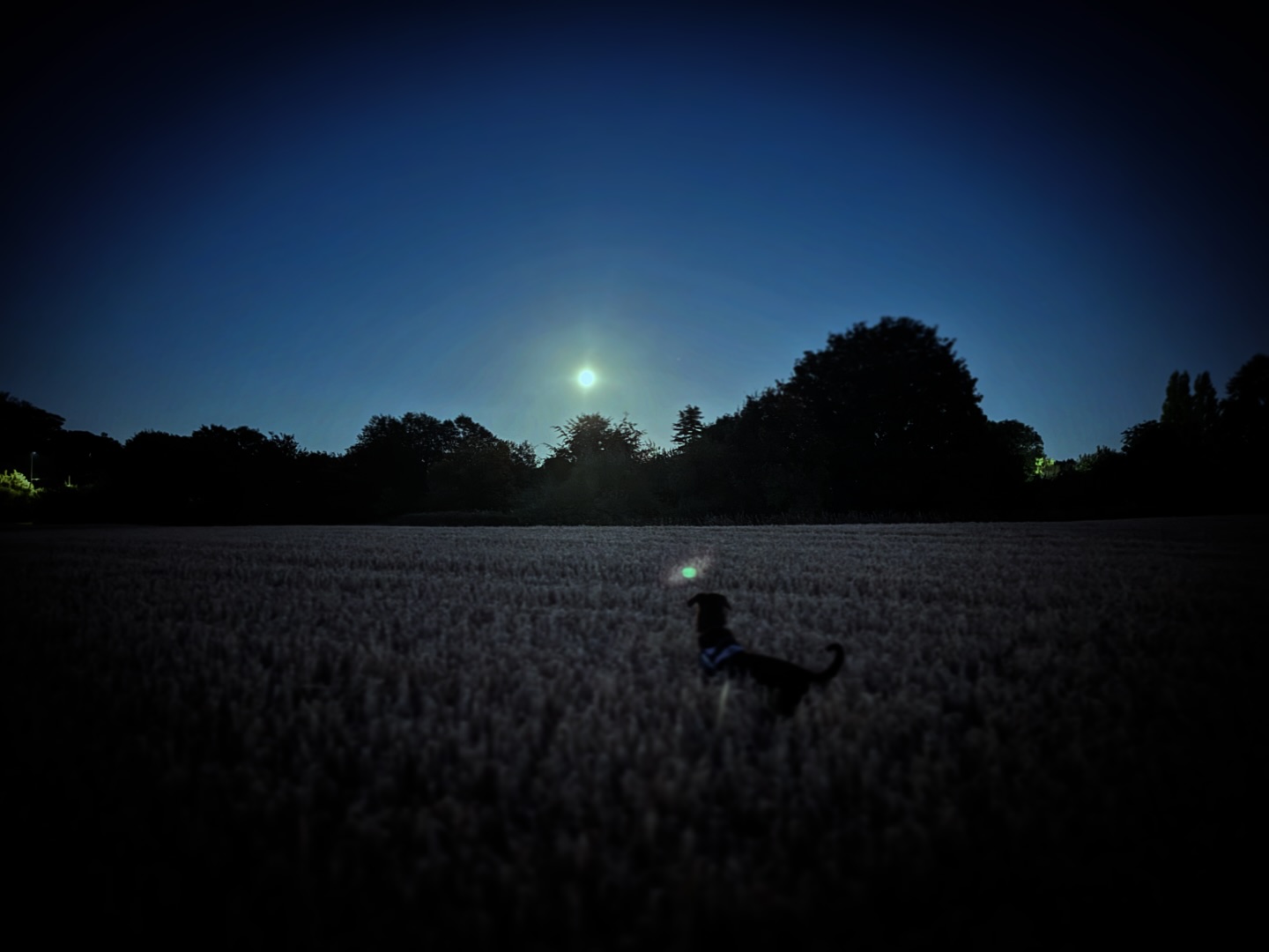 Dave looking at the super moon#smlp #davethedog