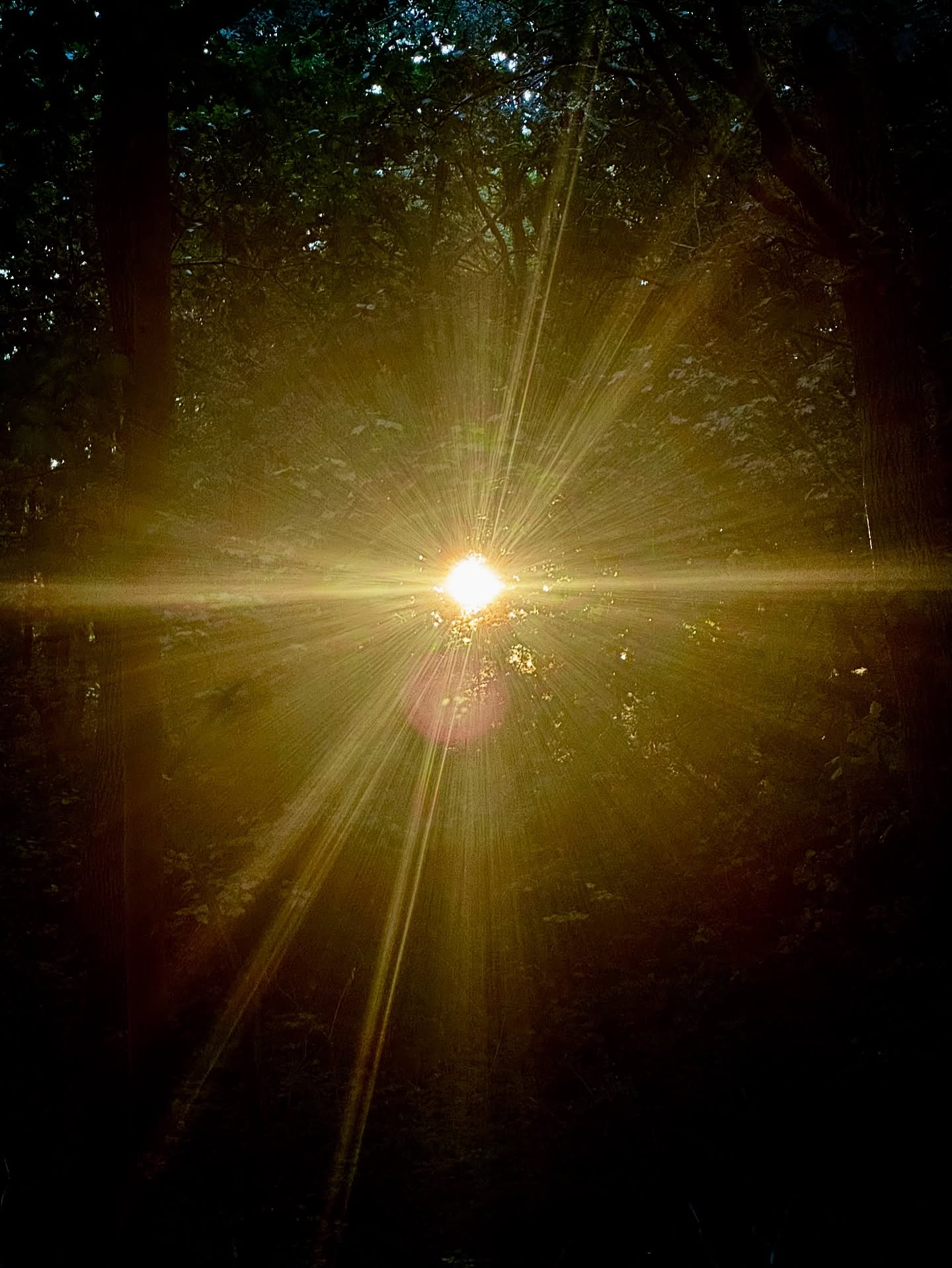 Eastham#smlp #shotoniphone #sunset #forest