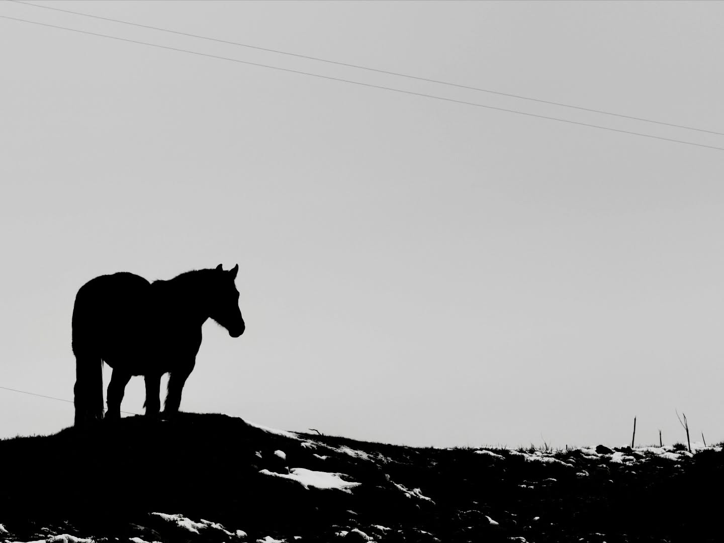 Horsing about in Bampton