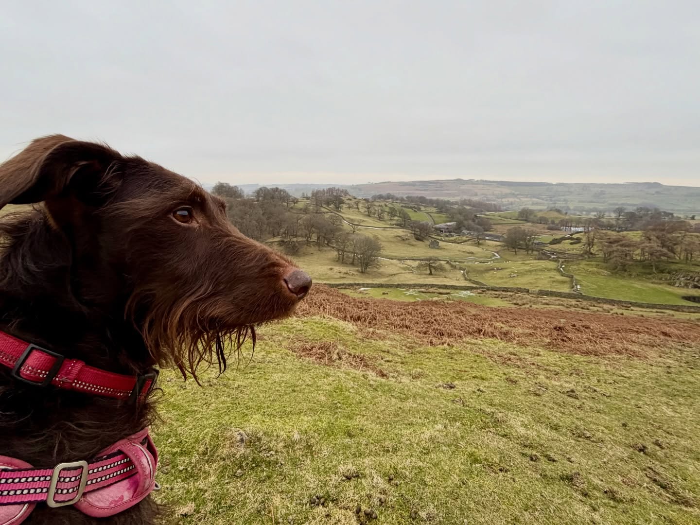 Happy 6th Birthday is my Bearded princess Dave.#davethedog