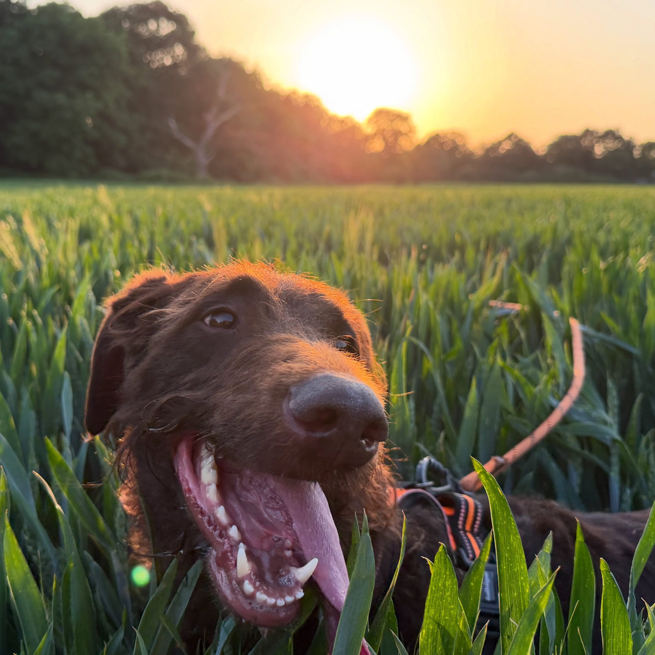 Dave enjoying running through the long grass like she’s some kind of Teresa May.#davethedog
